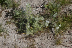 Cryptantha ganderi