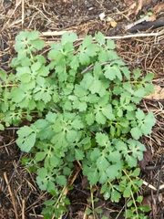 Chelidonium majus