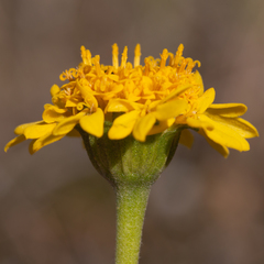 Chaenactis glabriuscula megacephala