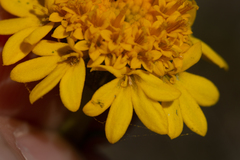 Chaenactis glabriuscula megacephala