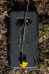 Chaenactis glabriuscula megacephala