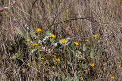 Chaenactis glabriuscula megacephala