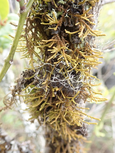 Schoenobryum