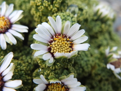 Werneria dactylophylla