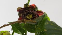 Passiflora alata