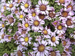 Werneria dactylophylla