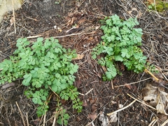 Chelidonium majus