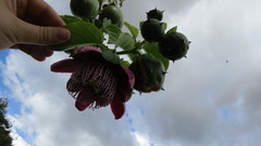 Passiflora alata