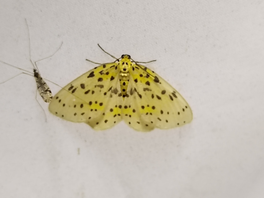 Abraxas flavobasalis