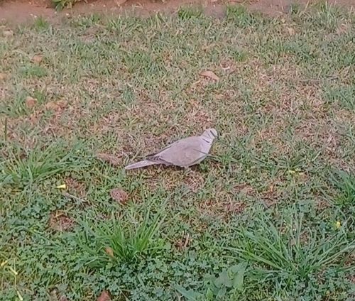 Avistamiento Streptopelia decaocto