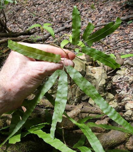 Lygodium smithianum