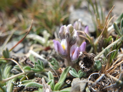 Lupinus conicus