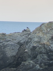 Pyrrhocorax pyrrhocorax pyrrhocorax