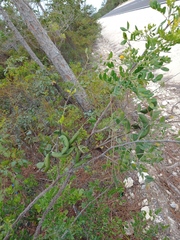 Vachellia choriophylla