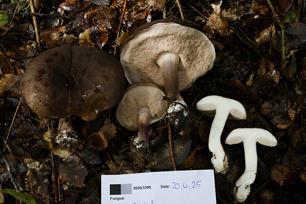 Tylopilus formosus · April 2026 · photo: © mstirling (iNaturalist, cc-by)