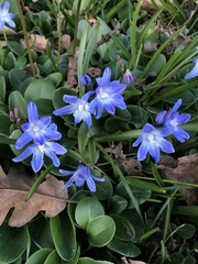 Scilla forbesii
