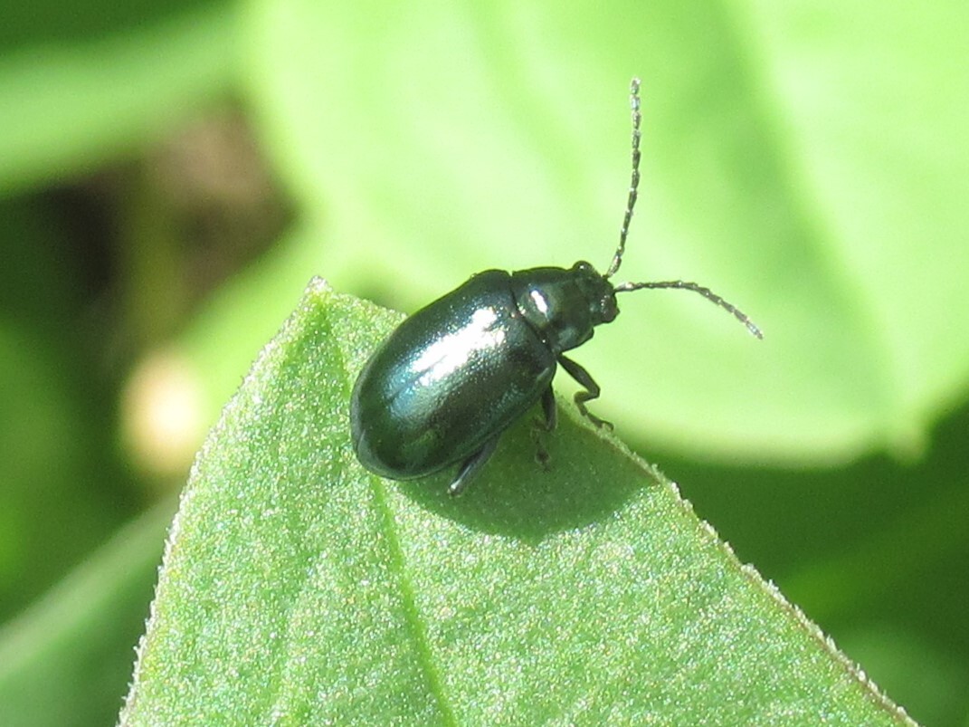 Altica oleacea