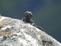 Pseudocordylus microlepidotus