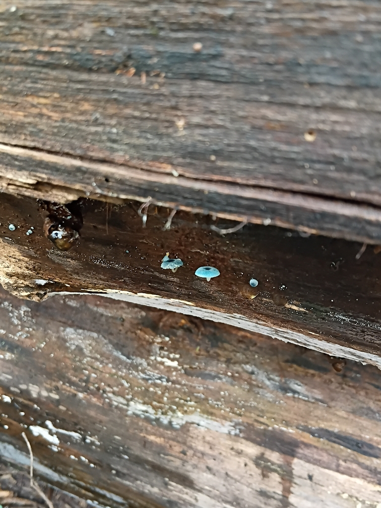 Mycena interrupta · April 2026 · photo: © ratbagplant (iNaturalist, cc-by)