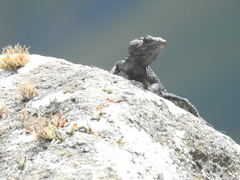Pseudocordylus microlepidotus