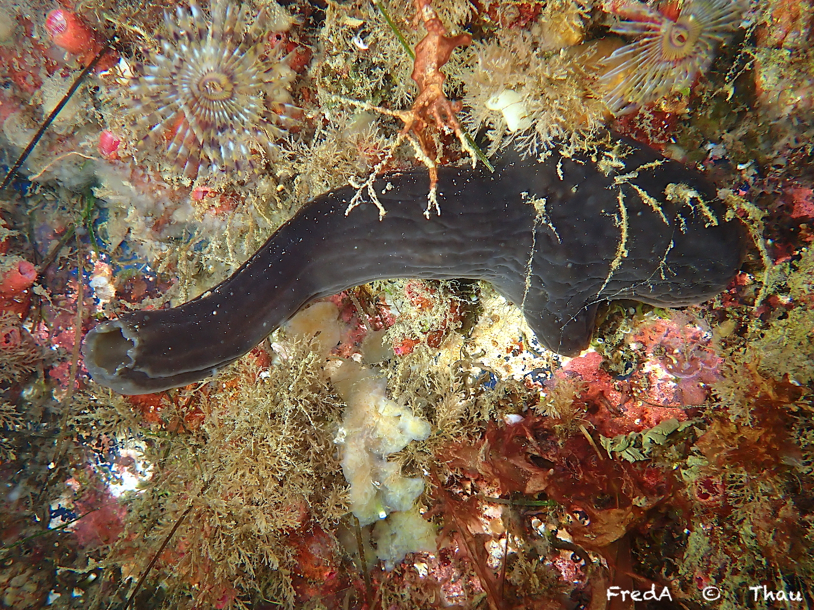 Phallusia fumigata (Grube, 1864)