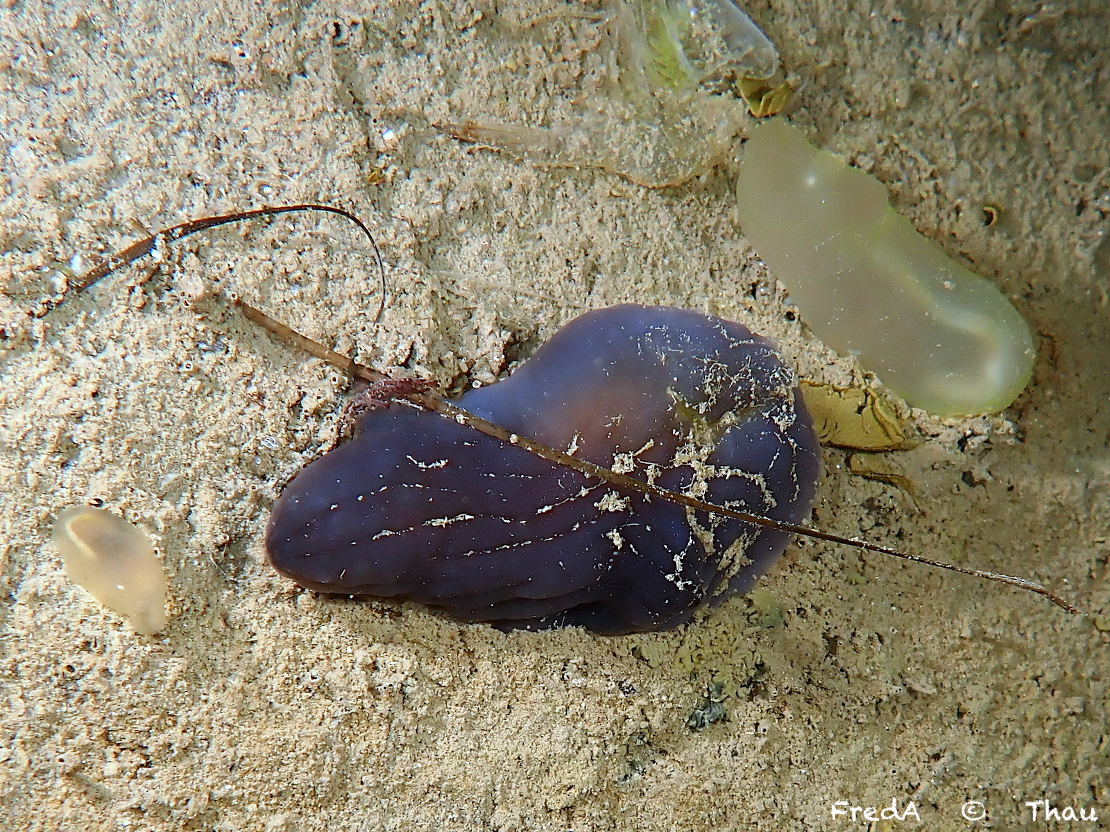Phallusia fumigata (Grube, 1864)