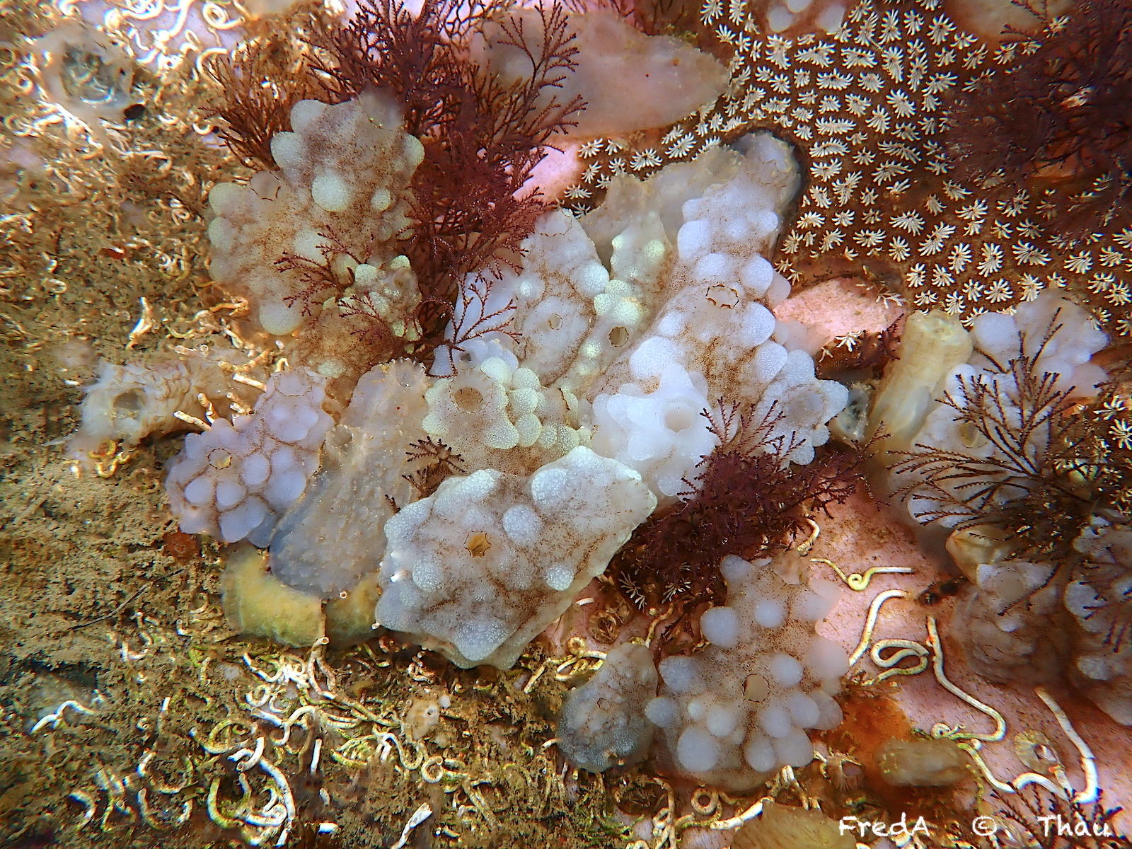 Phallusia mammillata (Cuvier, 1815)