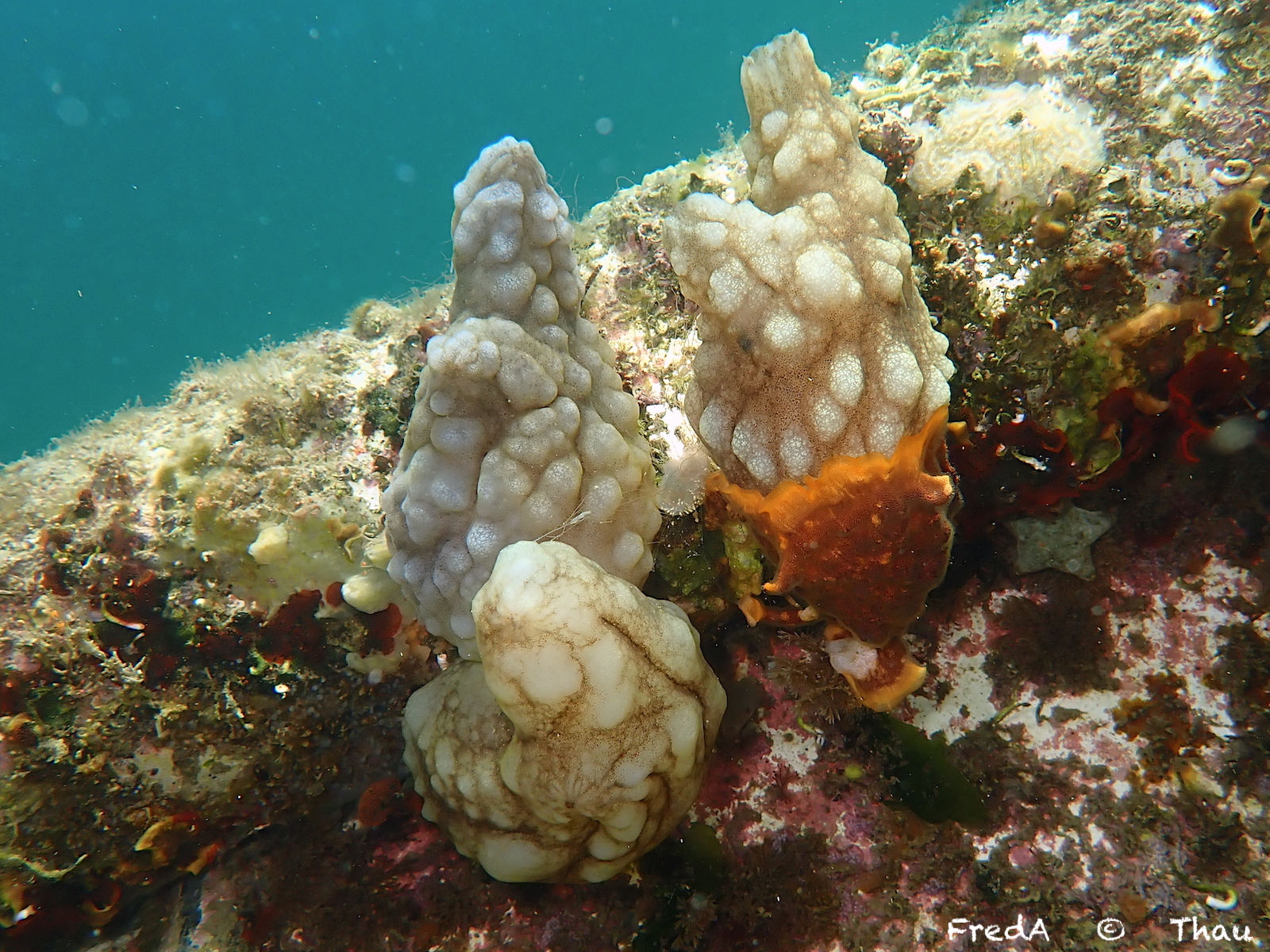 Phallusia mammillata (Cuvier, 1815)