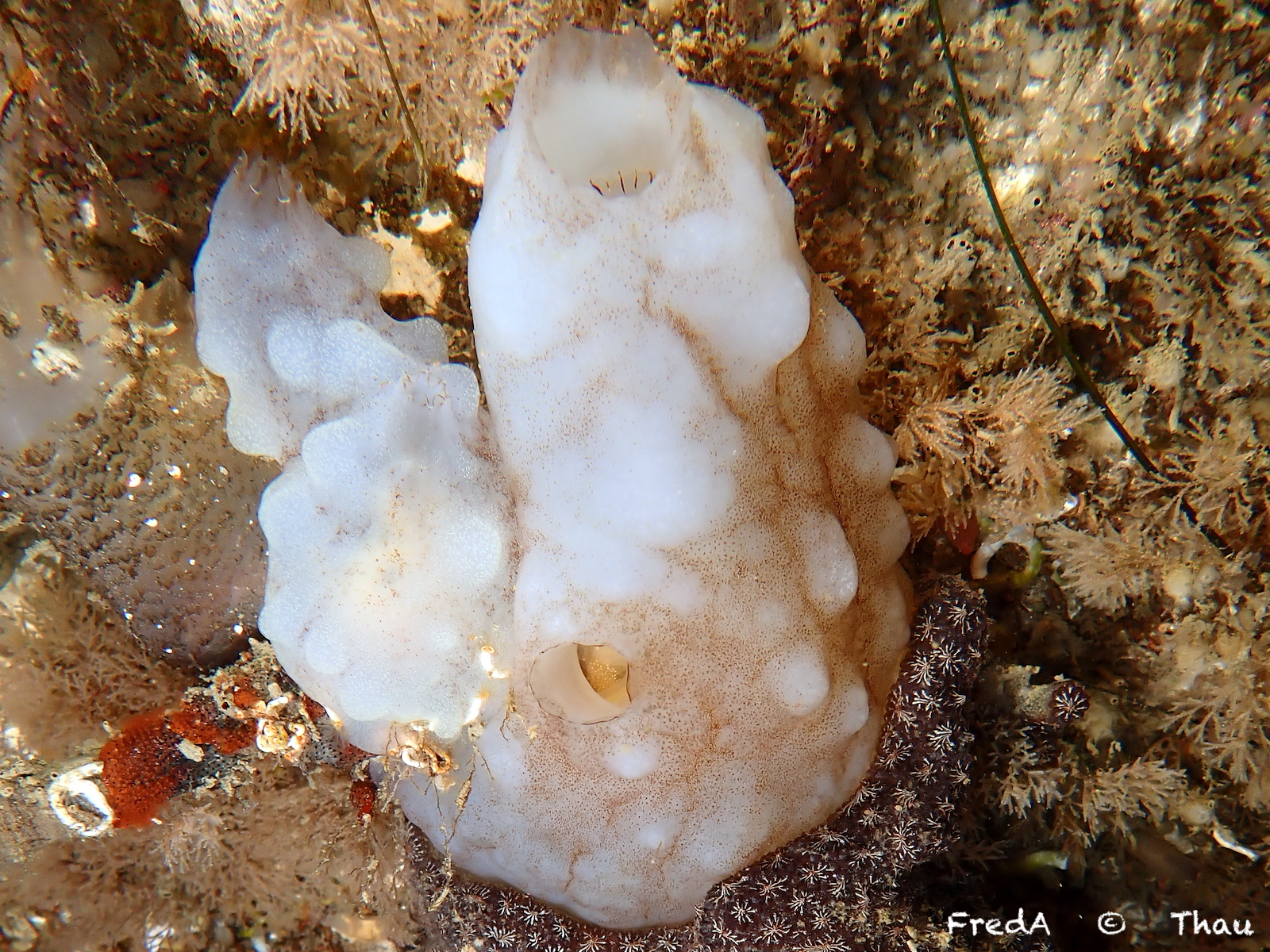 Phallusia mammillata (Cuvier, 1815)