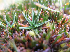 Phylloscirpus deserticola