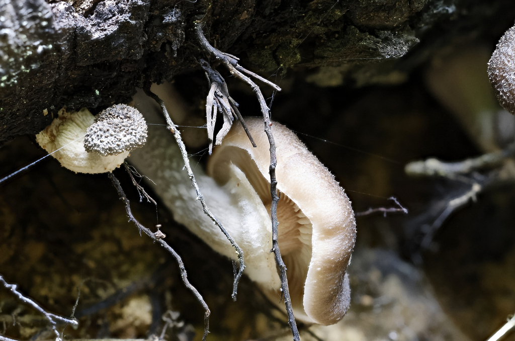 Armillaria novae-zelandiae · April 2026 · photo: © mstirling (iNaturalist, cc-by)