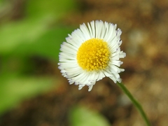 Erigeron basilobatus