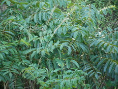 Comocladia platyphylla