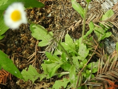 Erigeron basilobatus