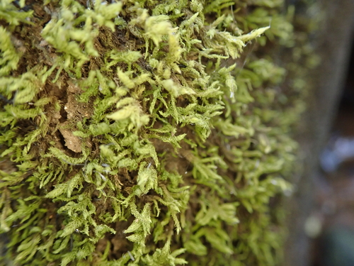 Trachypus bicolor