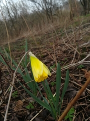 Narcissus