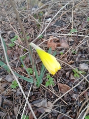 Narcissus