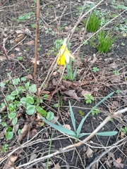 Narcissus