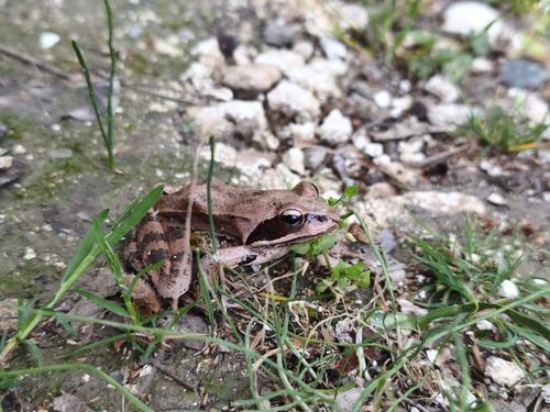 Agile Frog