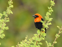 Euplectes hordeaceus