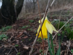 Narcissus
