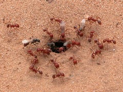 Pogonomyrmex comanche
