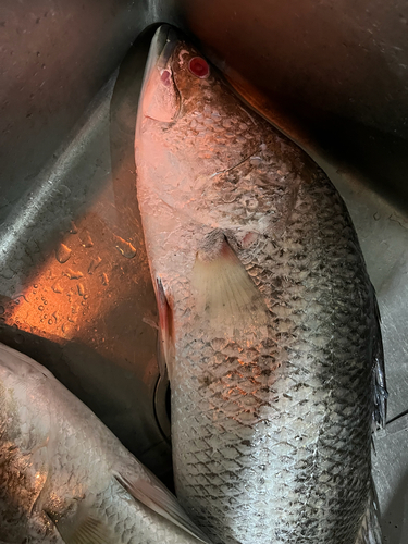 Barramundi