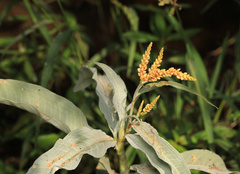 Persicaria senegalensis, photograph (c) Wynand Uys, some rights reserved (CC BY)