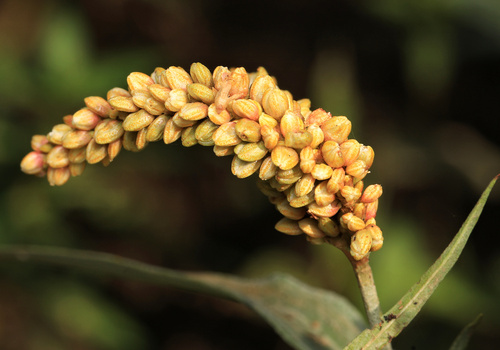 Persicaria senegalensis, photograph 5