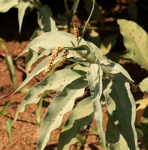 Persicaria senegalensis, photograph 6