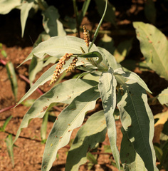 Persicaria senegalensis, photograph (c) Wynand Uys, some rights reserved (CC BY)