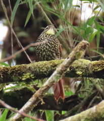 Margarornis squamiger