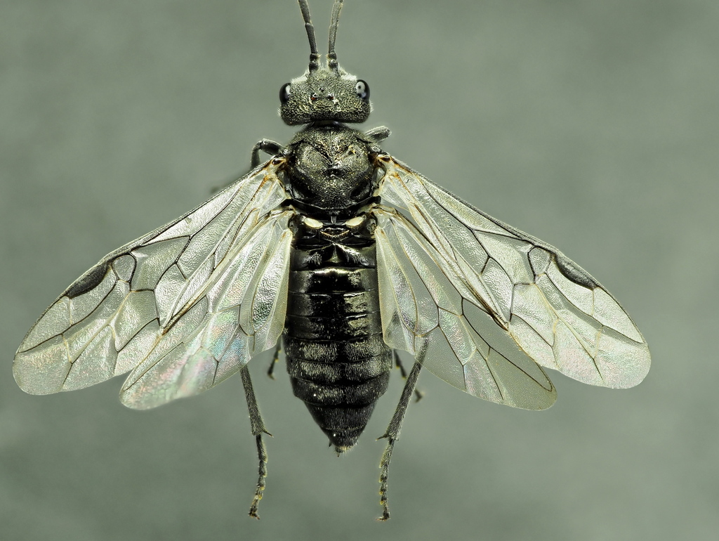 Drab Griever