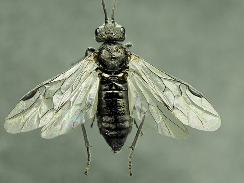 Drab Griever